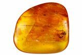 Two Detailed Fossil Flies (Diptera) In Baltic Amber #173692-1
